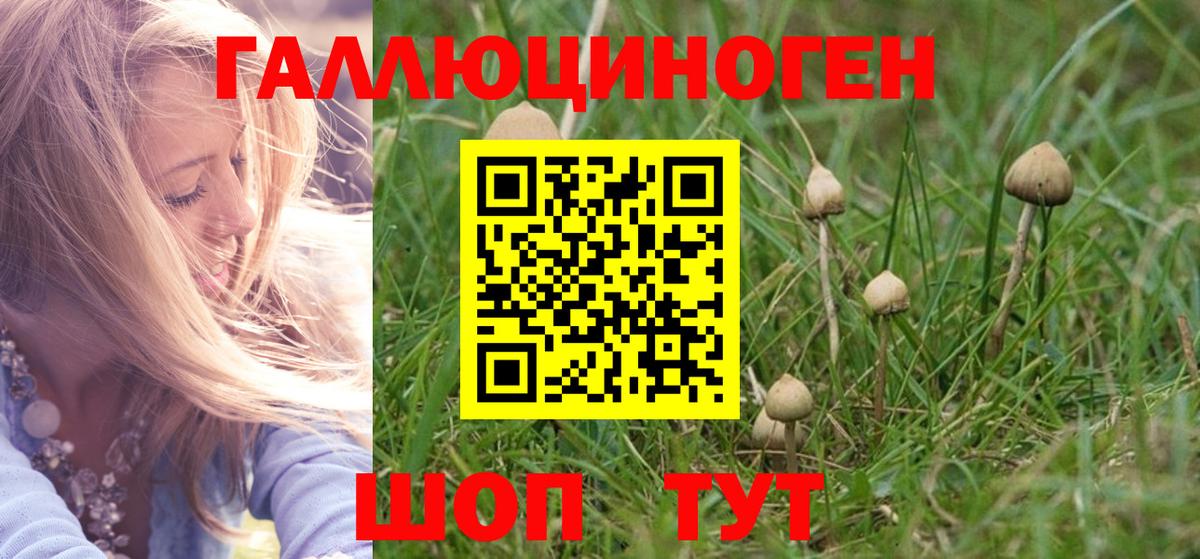 Галлюциногенные грибы Psilocybine cubensis Карталы